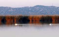 Magyarország, Velencei-tó