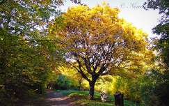 ősz fa út címlapfotó