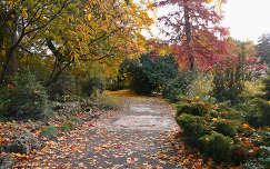 Margitsziget ősszel, Fotó: Novák Titanilla