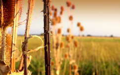 ősz mező bogáncs címlapfotó