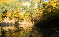 ősz erdő tükröződés