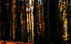ősz fény erdő