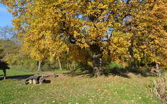 ősz fa pad