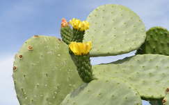 a kaktusz virága