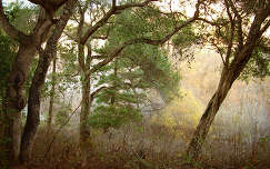 címlapfotó erdő