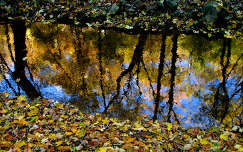 ősz levél patak tükröződés