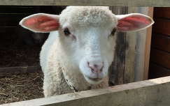 háziállat juh bárány