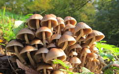 Fungi Fungi, Visegrád, 2012. őszén