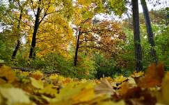ősz levél címlapfotó erdő