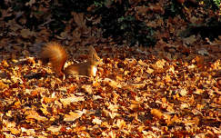 ősz mókus