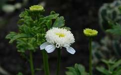 Morzsavirág  /Tanacetum parthenium white..