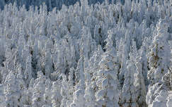 Téli erdő, Skandinávia