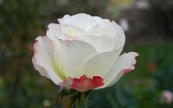 Tourbillon rózsa