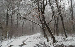 út erdő tél