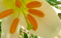 liliom