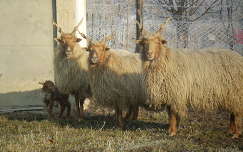 háziállat juh állatkölyök bárány