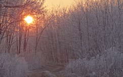 naplemente út címlapfotó zúzmara erdő tél