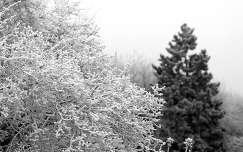 téli tájkép fekete-fehérben