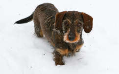 Szimat kutya a hóban...