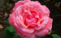 Rózsa  Queen Elizabeth