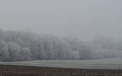 mező köd erdő tél