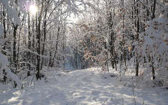 fény út erdő tél