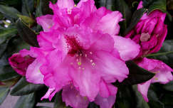Rododendron. Fotó: Csonki