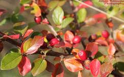 Őszi színek Fotó: Novák Titanilla