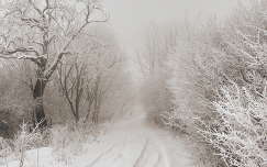 út címlapfotó köd erdő tél