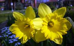 tavasz tavaszi virág nárcisz