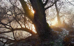 naplemente fény fa folyó tél