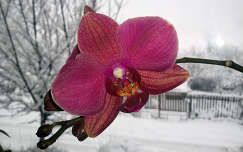 Orchidea-Nagybörzsöny