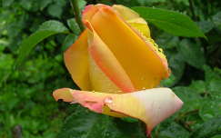 bimbó rózsa vízcsepp