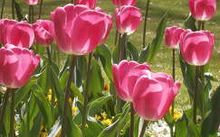 Hévízi tulipánok