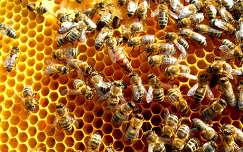 Méhek a kereten