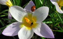 tavaszi virág katicabogár címlapfotó rovar tavasz krókusz
