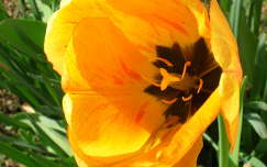 tulipán