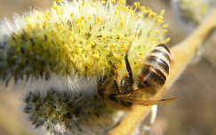 házi méh fűz virágzaton