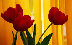 tulipán