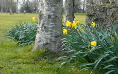 tavaszi virág nárcisz fa tavasz kertek és parkok