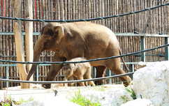 Asha a 2 hónapos kiselefánt