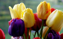 tulipán tavaszi virág címlapfotó tavasz virágcsokor és dekoráció
