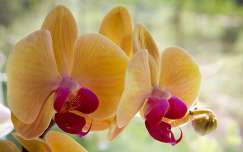 Orchidea csoda...