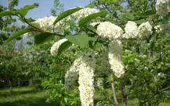 Májusfa virág