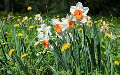 tavaszi virág nárcisz