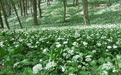 tavasz virágmező erdő medvehagyma vadvirág