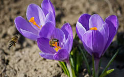 tavaszi virág rovar tavasz krókusz méh