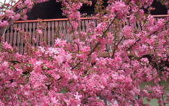 Virágzó diszalmafa