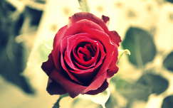 Egy szál rózsa Neked!