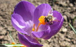 tavaszi virág krókusz méh rovar